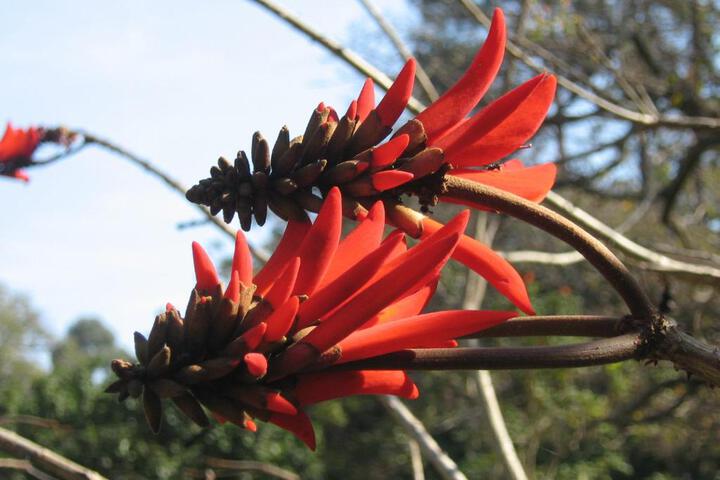 Coral Tree Colony Bed & Breakfast - thumb 2