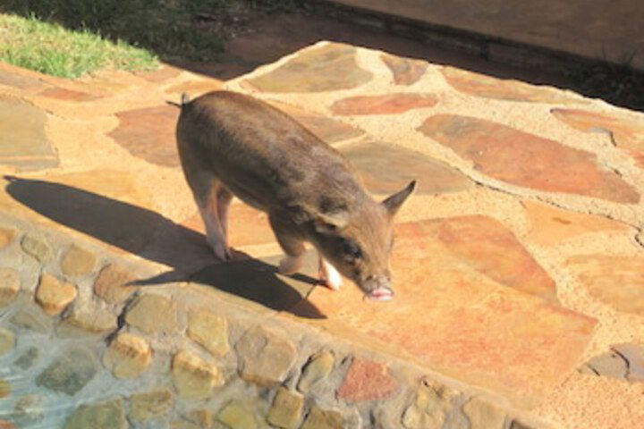 Caracal Lodge - thumb 6