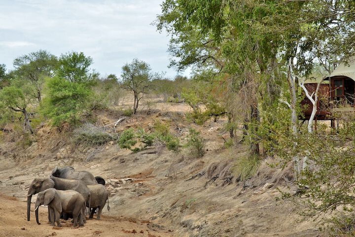 Hamiltons Tented Camp - thumb 2