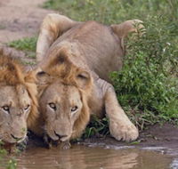 Amakhosi Safari Lodge and SPA - Accommodation Africa
