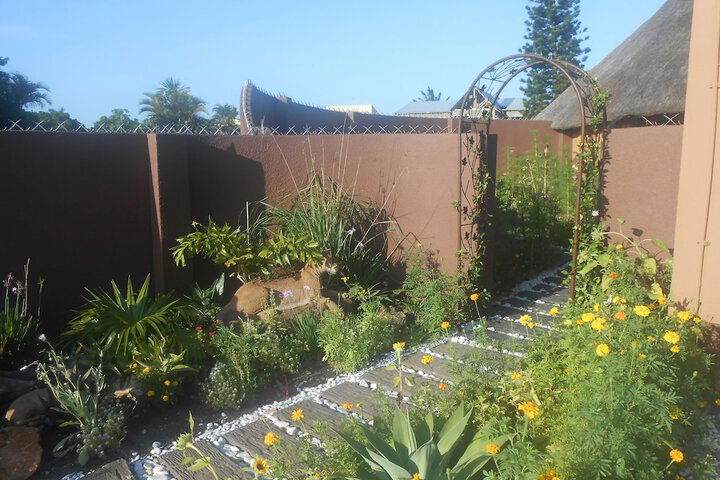 Natal Mahogany - thumb 3