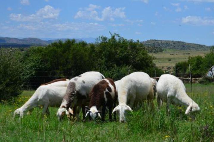 Boomplaats Organic Guest Farm - thumb 0