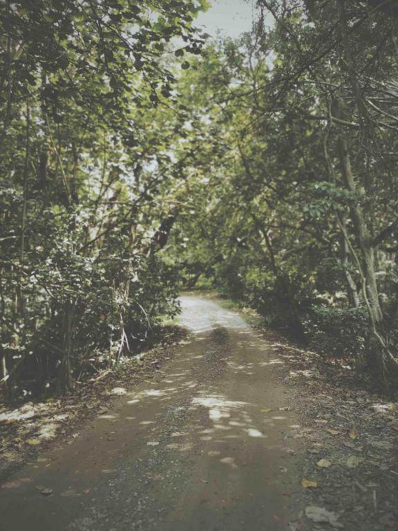 Forested Away - thumb 1