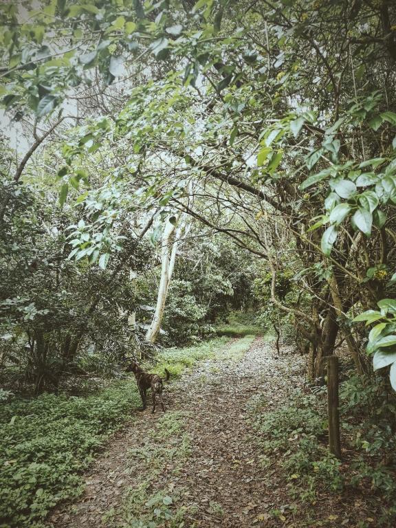 Forested Away - thumb 4