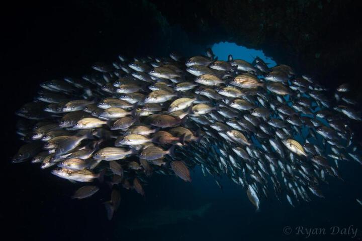 Aliwal Dive Centre & Lodge - thumb 1
