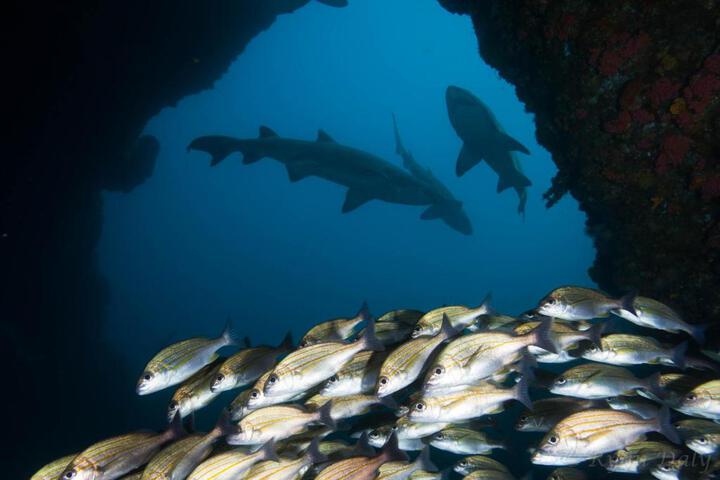 Aliwal Dive Centre & Lodge - thumb 7