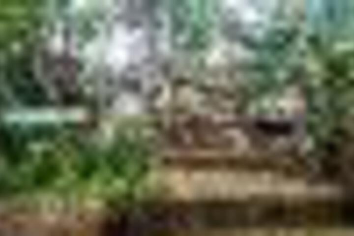 Raka Cottage - thumb 1