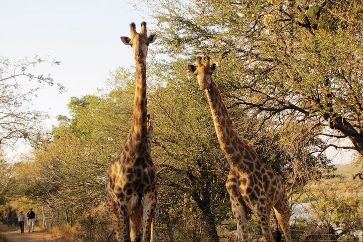 Umvangazi Rest - Enjoy A Relaxing, Rejuvenating And Peaceful Setting In The Bush - thumb 7