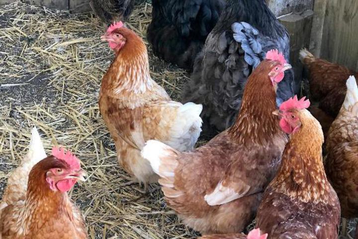 Eikehof Farm - thumb 7