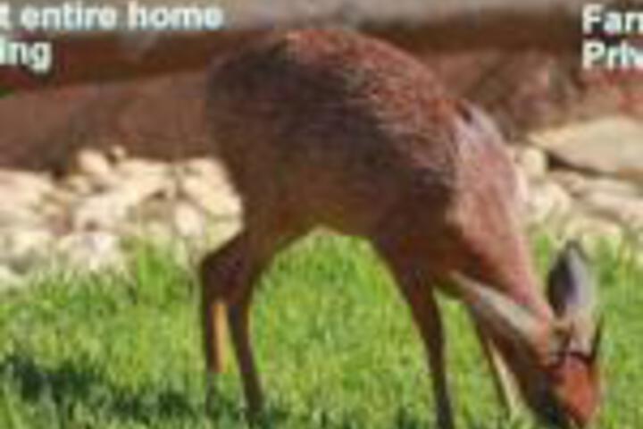 Grysbok Self Catering Accommodation - thumb 0