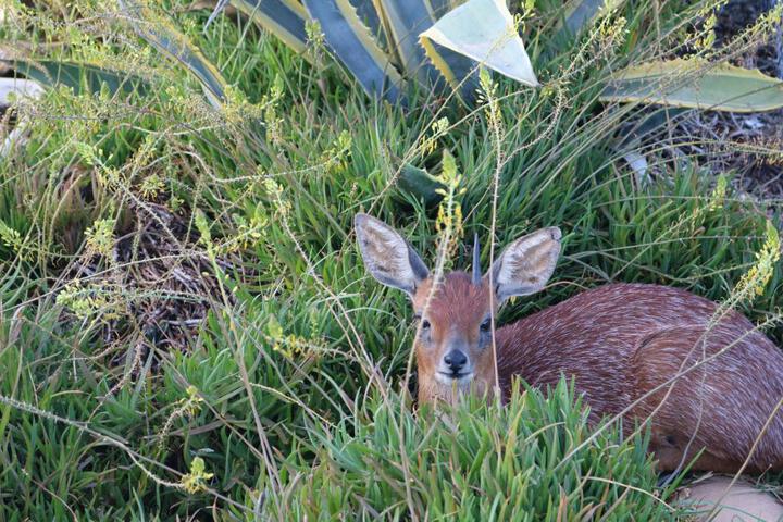 Grysbok Self Catering Accommodation - thumb 5