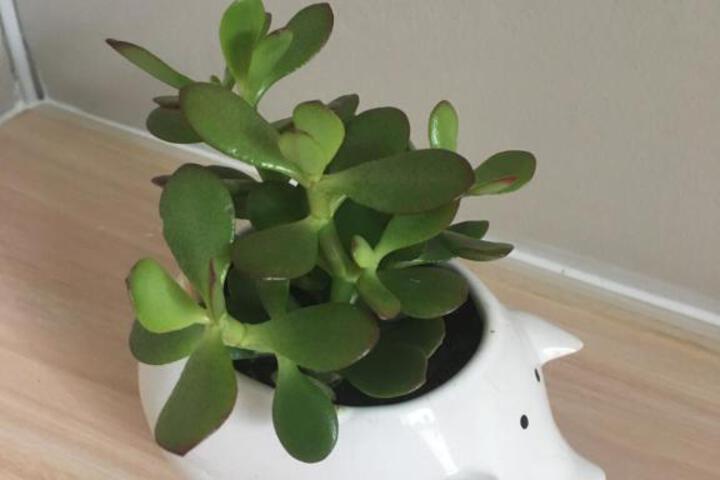 Alibama House - thumb 6