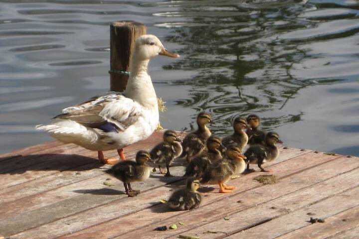 Tranquil Waterside Cottage For Two - thumb 1