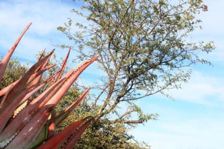 Matjiesvlei Retreat Swartskaap / Blacksheep - thumb 7