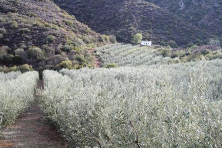 Matjiesvlei Retreat Swartskaap / Blacksheep - thumb 3