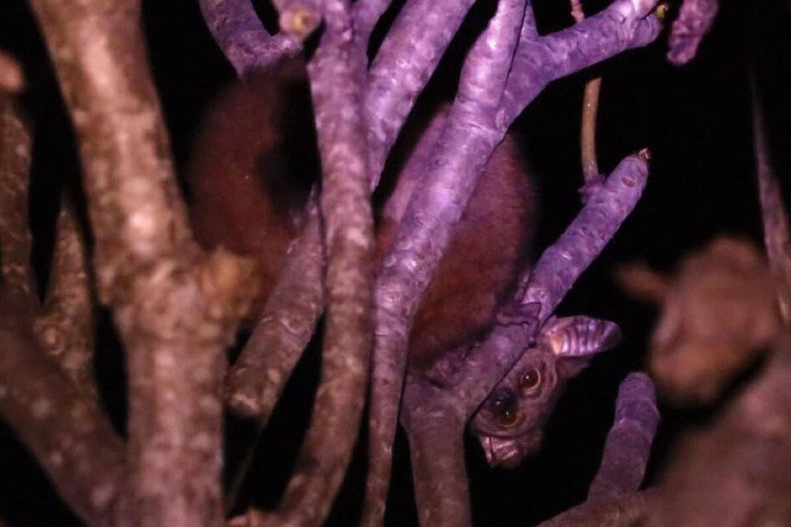 Kruger Mountain Tented Camp - thumb 7