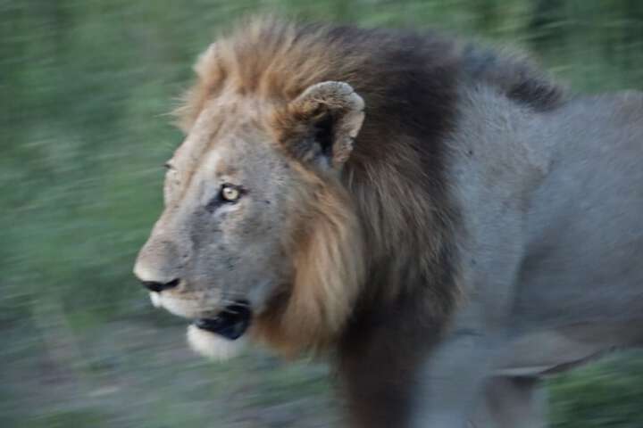 Kruger Mountain Tented Camp - thumb 6