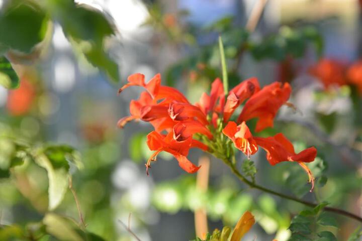 Villa Honeysuckle Luxury 3 Bedroom - thumb 7