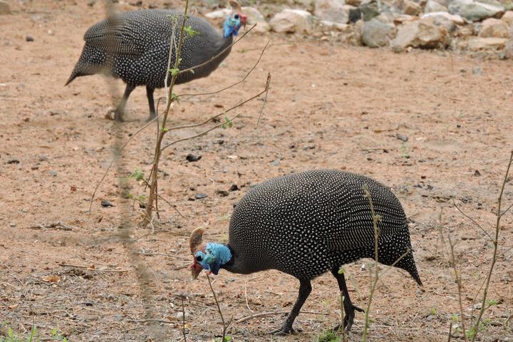 Umvangazi Rest Enjoy A Relaxing Rejuvenating & Peaceful Setting In The Bush - thumb 2