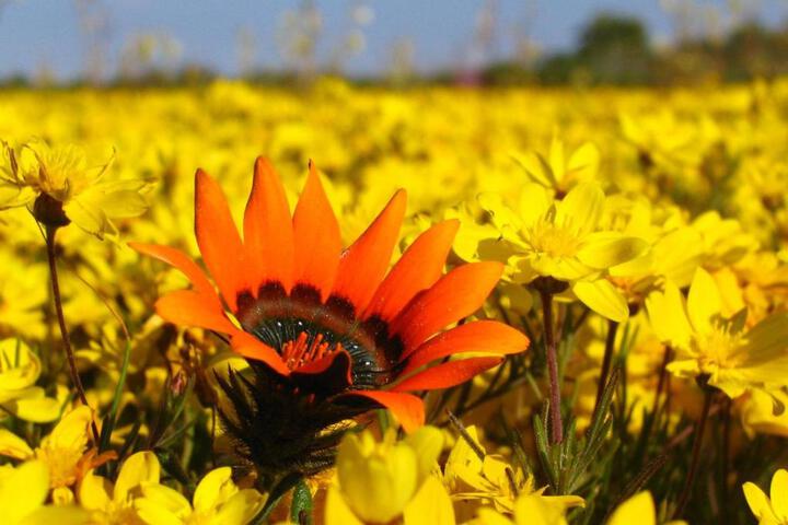 Kamieskroon Cosy Cottage - thumb 1