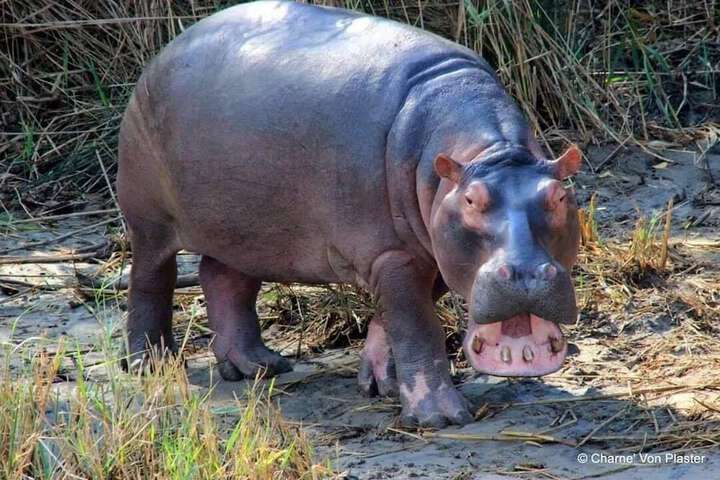 AmaZulu Lodge - thumb 3