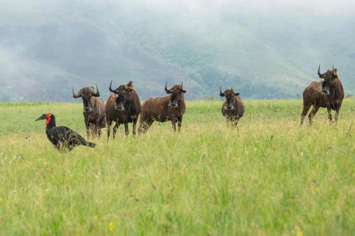 Drakensberg House - thumb 1