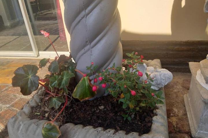 Schweizer Guesthouse - thumb 5