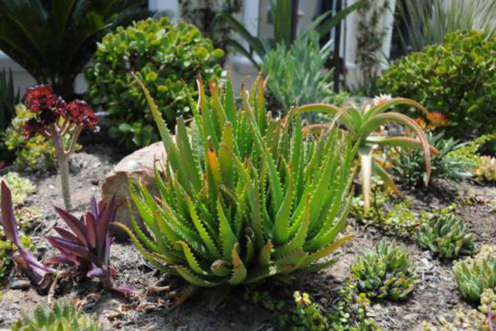 Le Petit Poucet - thumb 7