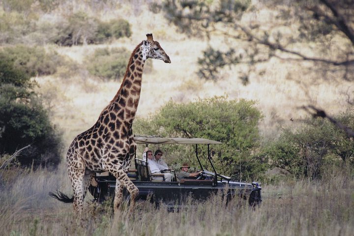 Makweti Safari Lodge - thumb 2