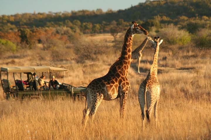 Makweti Safari Lodge - thumb 3