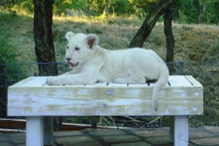 Lion Tree Top Lodge - thumb 4