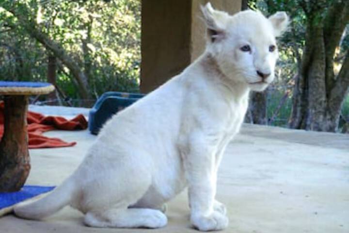 Lion Tree Top Lodge - thumb 6