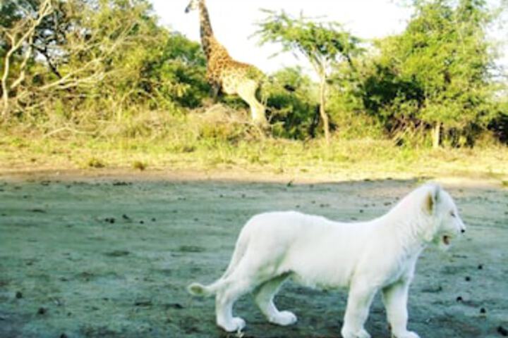 Lion Tree Top Lodge - thumb 1