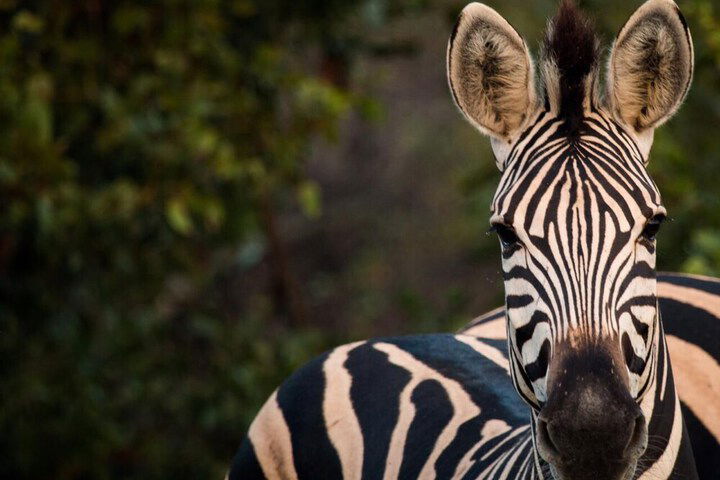Shindzela Tented Safari Camp - thumb 2