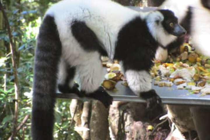 Treehouse Cottage - thumb 2