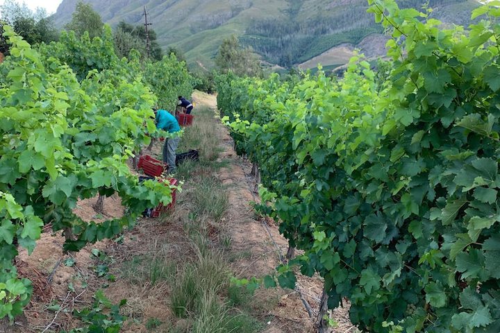 Le Pommier Wine Estate - thumb 2