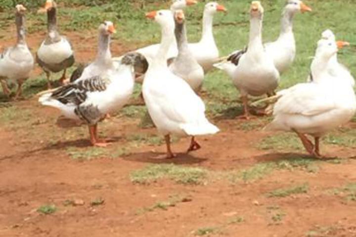 Ithaba Falls Guest Farm - thumb 5
