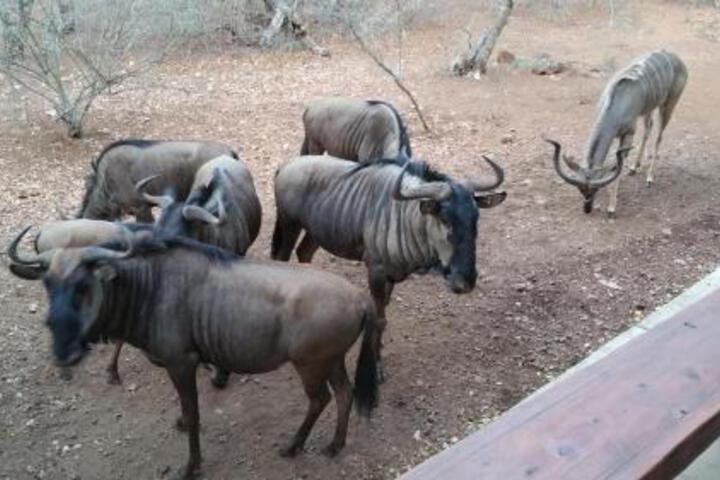 Marloth Kruger Whispering Ants - thumb 2