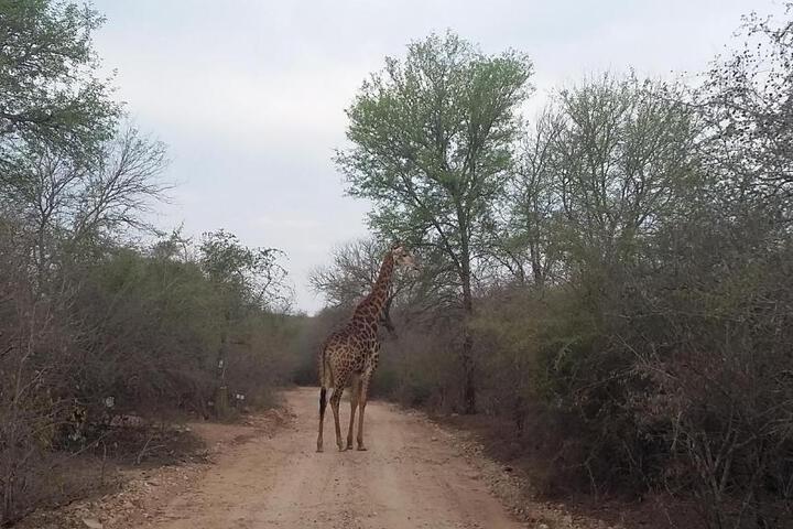 Marloth Kruger Whispering Ants - thumb 4