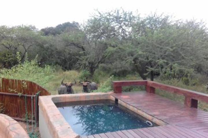 Marloth Kruger Whispering Ants - thumb 7