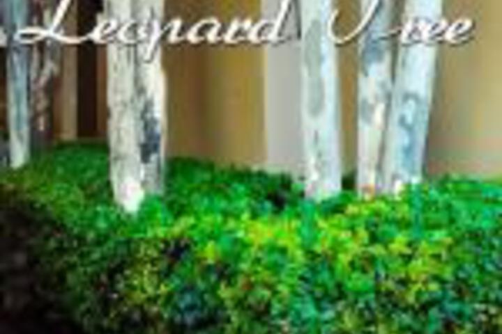 The Leopard Tree - thumb 0