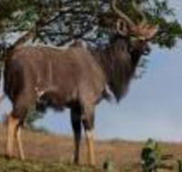 Nyala Guest House - Accommodation Africa