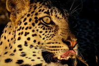 Mantis Founders Lodge