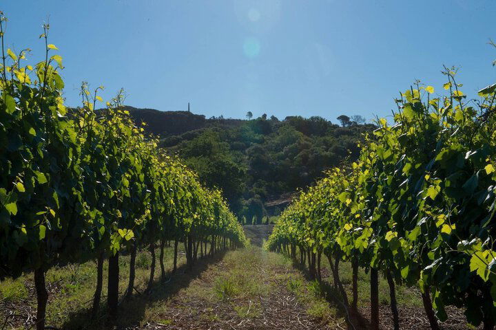 Laborie Estate - thumb 3