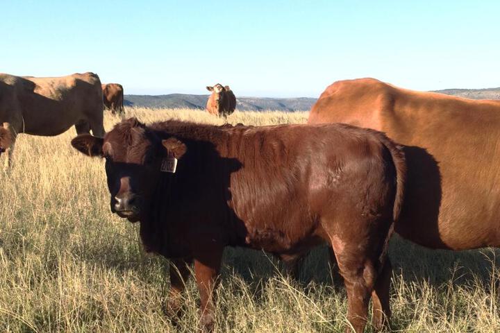 Kromrivier Farm Stays & Addo B & B - thumb 5