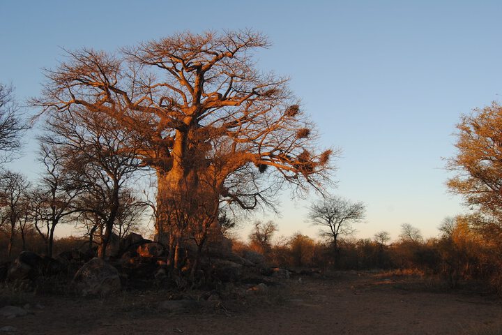 Zingela Nature Reserve - Leadwood Lodge - thumb 1