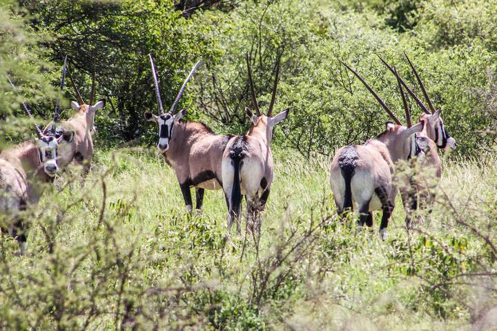 Zingela Nature Reserve - Baobab Tented Camp - thumb 4