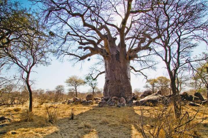Zingela Nature Reserve - Baobab Tented Camp - thumb 6