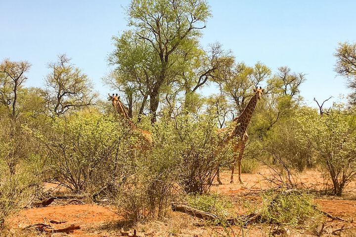 Zingela Nature Reserve - Baobab Tented Camp - thumb 3