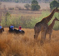 Horseback Safari Tour - Tourism Africa